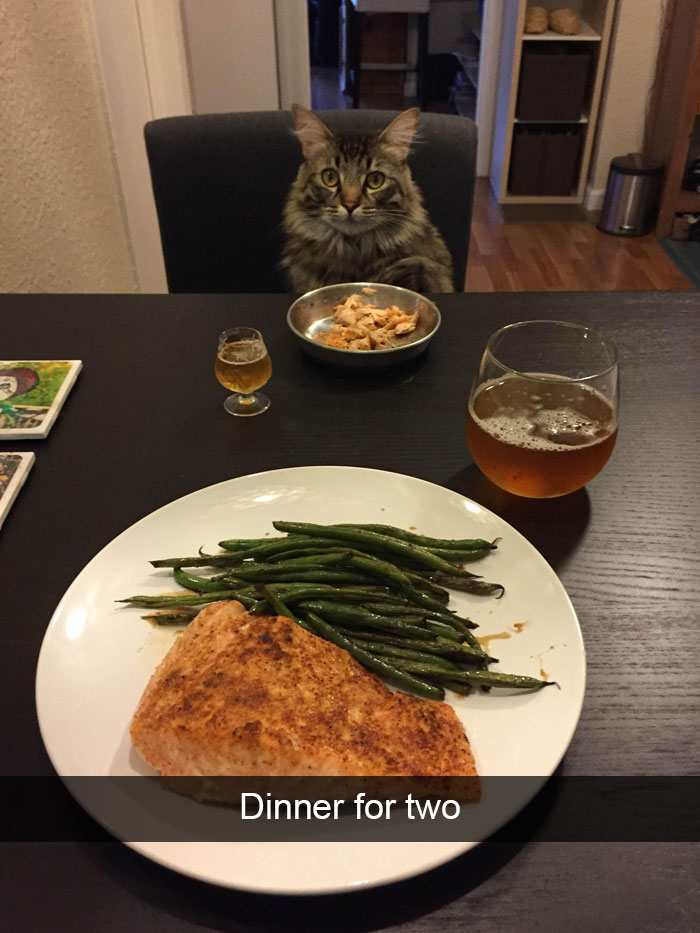 175 Hilarious Animal Snapchats Guaranteed To Make You Laugh Out Loud 175 Hilarious Animal Snapchats Guaranteed To Make You Laugh Out Loud