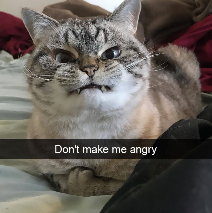 175 Hilarious Animal Snapchats Guaranteed To Make You Laugh Out Loud 175 Hilarious Animal Snapchats Guaranteed To Make You Laugh Out Loud