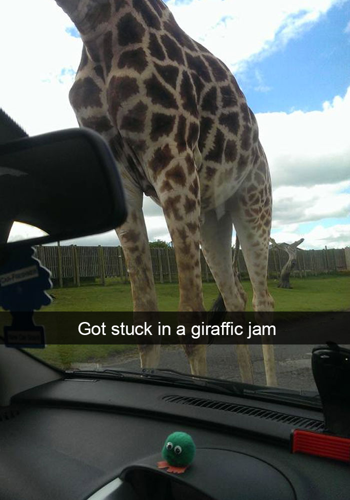 175 Hilarious Animal Snapchats Guaranteed To Make You Laugh Out Loud 175 Hilarious Animal Snapchats Guaranteed To Make You Laugh Out Loud