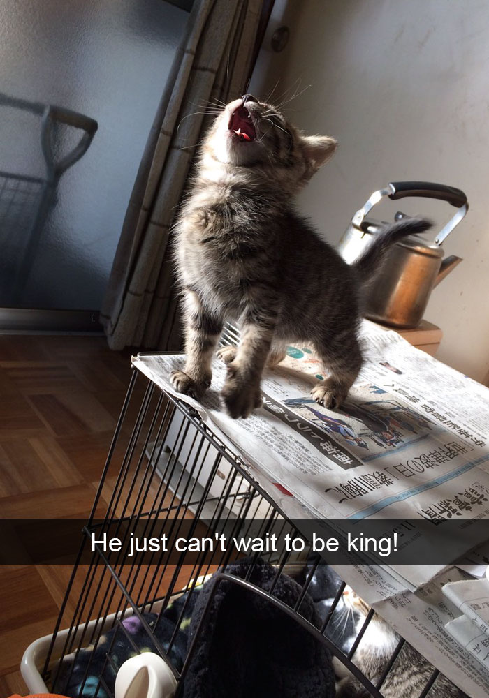 175 Hilarious Animal Snapchats Guaranteed To Make You Laugh Out Loud 175 Hilarious Animal Snapchats Guaranteed To Make You Laugh Out Loud