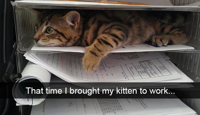 175 Hilarious Animal Snapchats Guaranteed To Make You Laugh Out Loud 175 Hilarious Animal Snapchats Guaranteed To Make You Laugh Out Loud