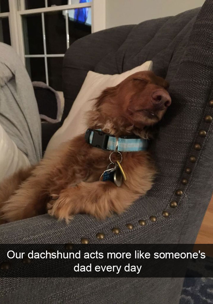 175 Hilarious Animal Snapchats Guaranteed To Make You Laugh Out Loud 175 Hilarious Animal Snapchats Guaranteed To Make You Laugh Out Loud