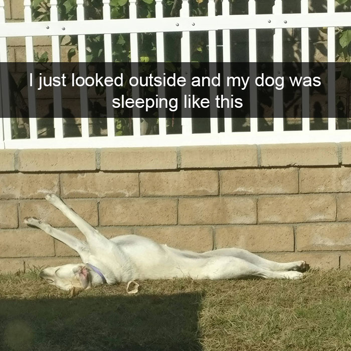 175 Hilarious Animal Snapchats Guaranteed To Make You Laugh Out Loud 175 Hilarious Animal Snapchats Guaranteed To Make You Laugh Out Loud