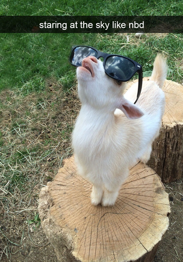 175 Hilarious Animal Snapchats Guaranteed To Make You Laugh Out Loud 175 Hilarious Animal Snapchats Guaranteed To Make You Laugh Out Loud