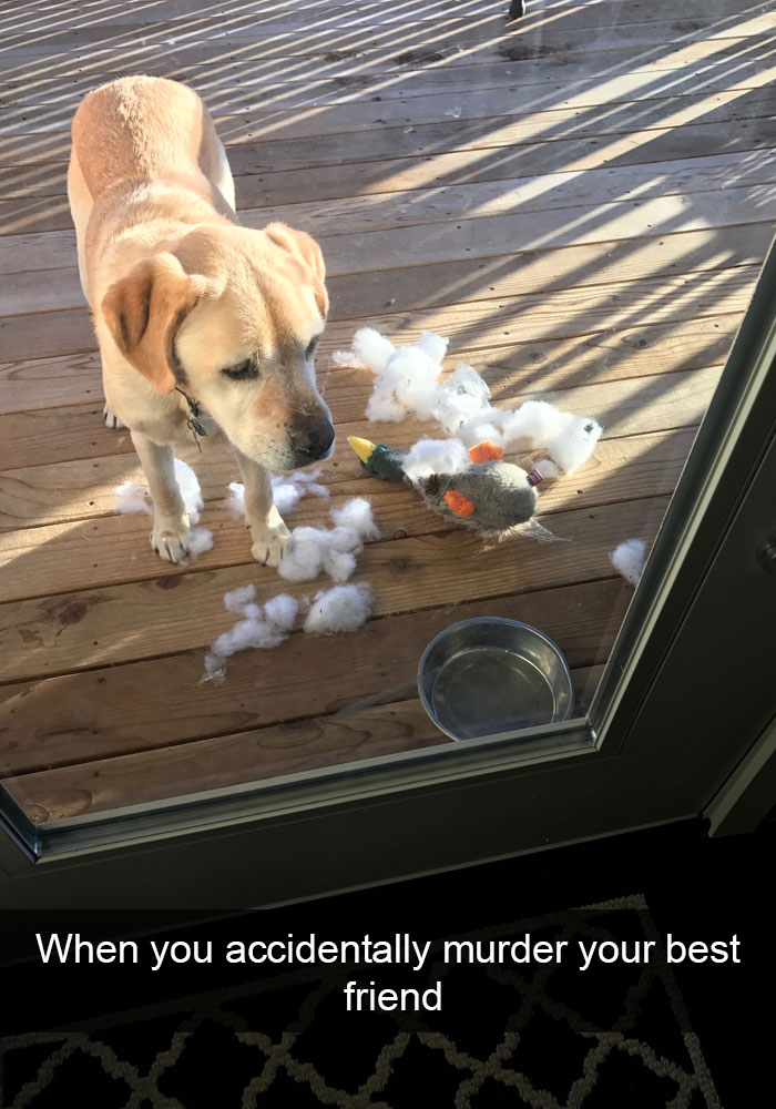 175 Hilarious Animal Snapchats Guaranteed To Make You Laugh Out Loud 175 Hilarious Animal Snapchats Guaranteed To Make You Laugh Out Loud