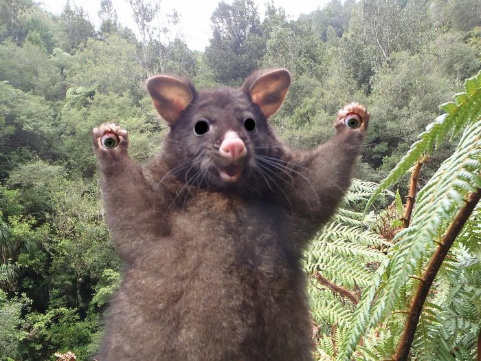 This Optimistic Possum Just Sparked A Hilarious Photoshop Battle This Optimistic Possum Just Sparked A Hilarious Photoshop Battle