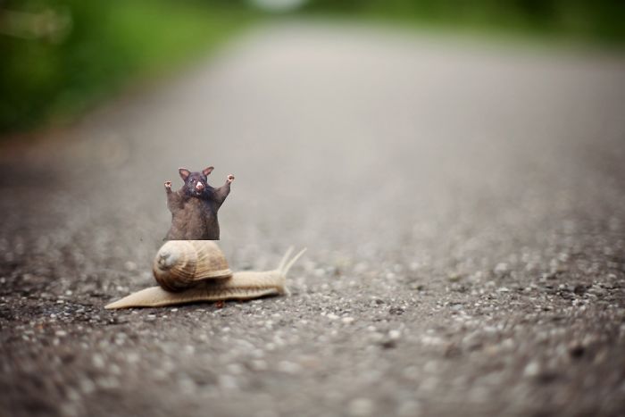 This Optimistic Possum Just Sparked A Hilarious Photoshop Battle This Optimistic Possum Just Sparked A Hilarious Photoshop Battle