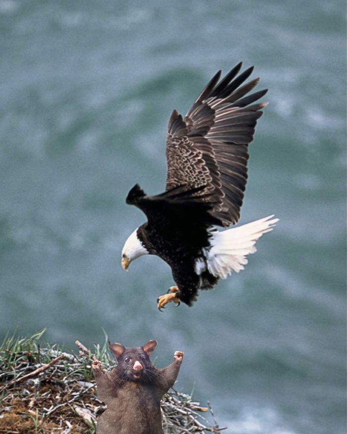 This Optimistic Possum Just Sparked A Hilarious Photoshop Battle This Optimistic Possum Just Sparked A Hilarious Photoshop Battle