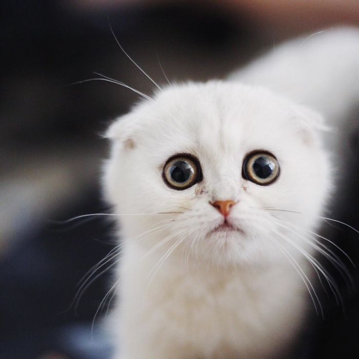 This Kitty Is Constantly Embarrased And No One Knows Why