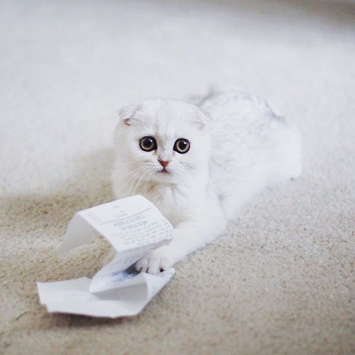 This Kitty Is Constantly Embarrased And No One Knows Why