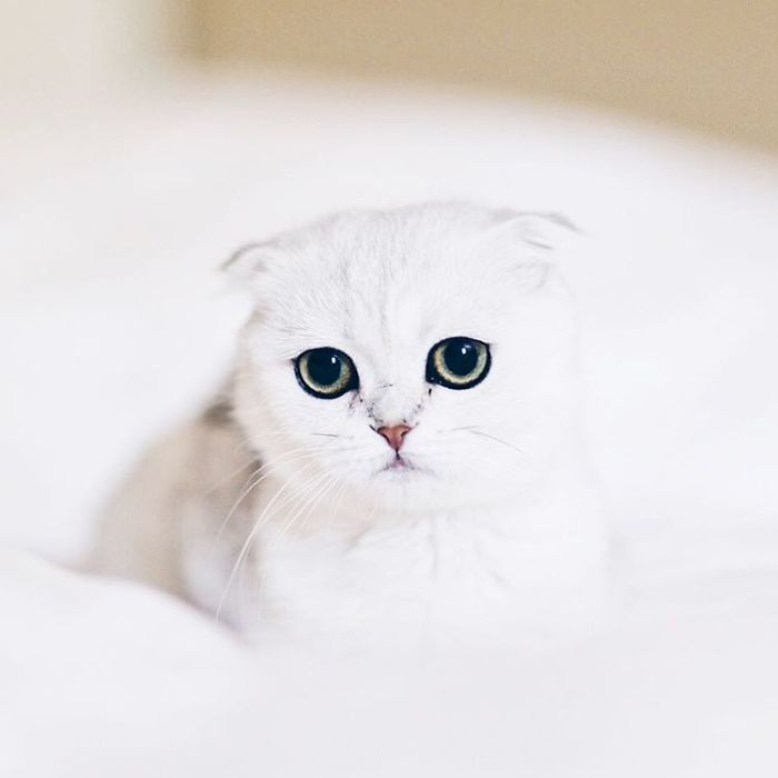 This Kitty Is Constantly Embarrased And No One Knows Why