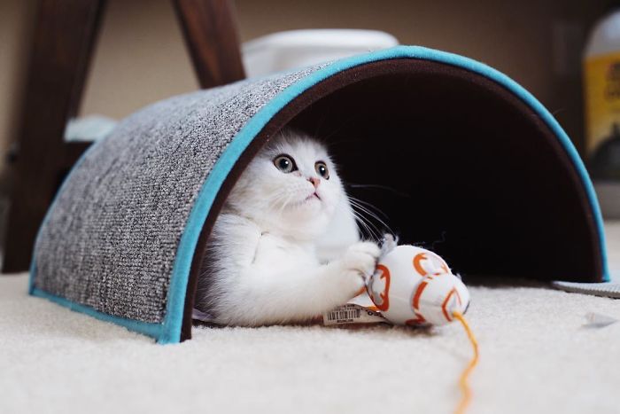 This Kitty Is Constantly Embarrased And No One Knows Why