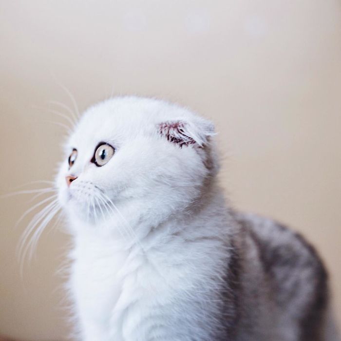 This Kitty Is Constantly Embarrased And No One Knows Why