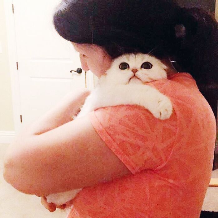 This Kitty Is Constantly Embarrased And No One Knows Why