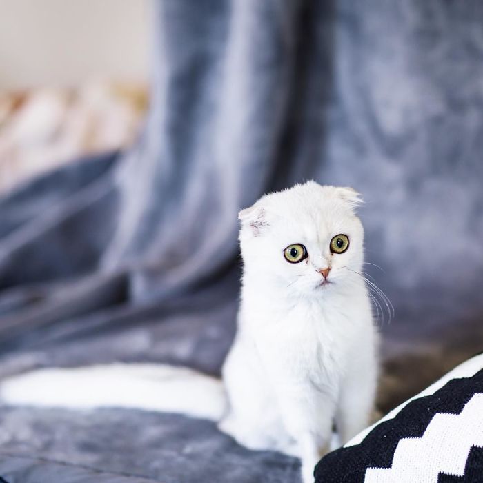 This Kitty Is Constantly Embarrased And No One Knows Why