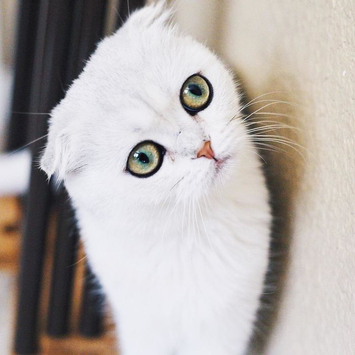 This Kitty Is Constantly Embarrased And No One Knows Why