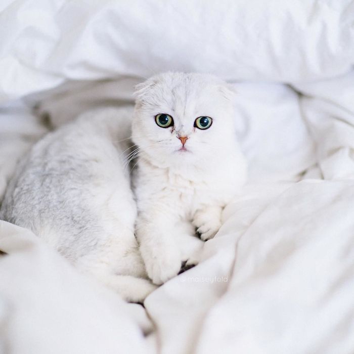 This Kitty Is Constantly Embarrased And No One Knows Why