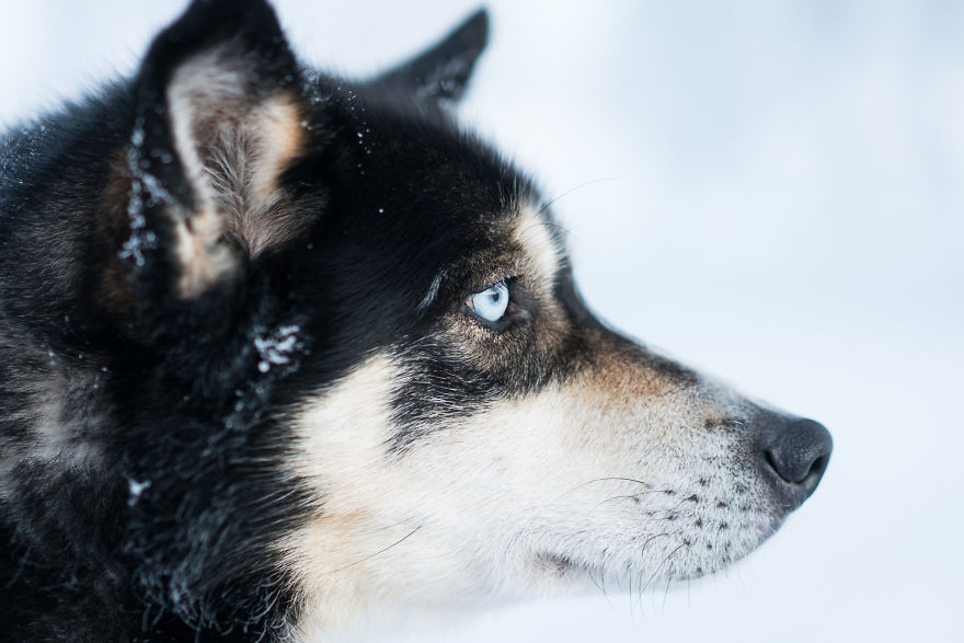 Beautiful Winter Lights Of Finland That I Captured During My 3-Month Stay Beautiful Winter Lights Of Finland That I Captured During My 3-Month Stay