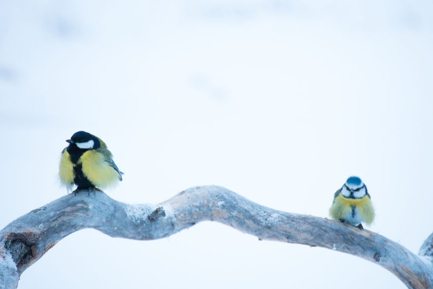 Beautiful Winter Lights Of Finland That I Captured During My 3-Month Stay Beautiful Winter Lights Of Finland That I Captured During My 3-Month Stay