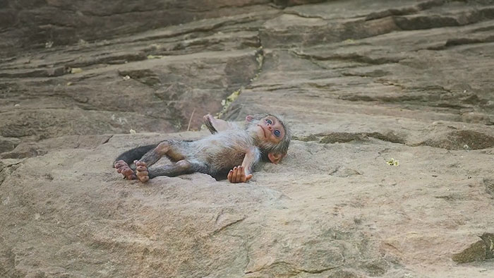 People Are Crying Over This Video Of Monkeys Accidentally Killing A Robot Monkey And Then Mourning For It People Are Crying Over This Video Of Monkeys Accidentally Killing A Robot Monkey And Then Mourning For It