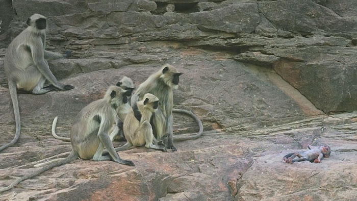 People Are Crying Over This Video Of Monkeys Accidentally Killing A Robot Monkey And Then Mourning For It People Are Crying Over This Video Of Monkeys Accidentally Killing A Robot Monkey And Then Mourning For It