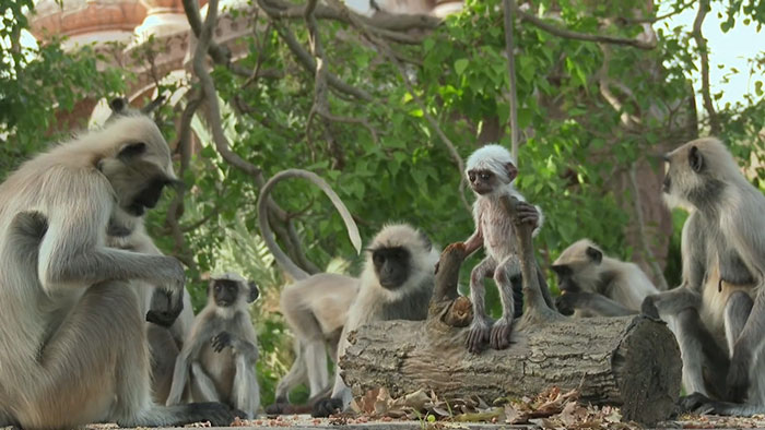 People Are Crying Over This Video Of Monkeys Accidentally Killing A Robot Monkey And Then Mourning For It People Are Crying Over This Video Of Monkeys Accidentally Killing A Robot Monkey And Then Mourning For It