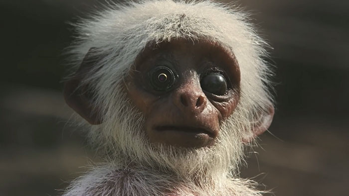 People Are Crying Over This Video Of Monkeys Accidentally Killing A Robot Monkey And Then Mourning For It People Are Crying Over This Video Of Monkeys Accidentally Killing A Robot Monkey And Then Mourning For It