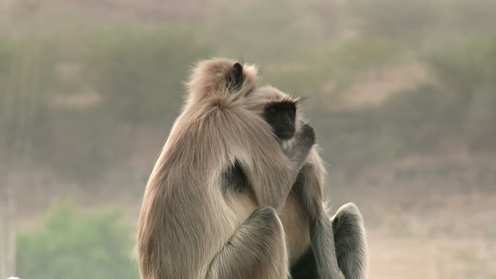 People Are Crying Over This Video Of Monkeys Accidentally Killing A Robot Monkey And Then Mourning For It People Are Crying Over This Video Of Monkeys Accidentally Killing A Robot Monkey And Then Mourning For It