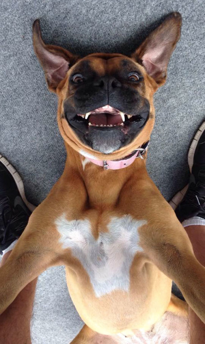 107 Animals Taking Selfies That Will Make You Smile 107 Animals Taking Selfies That Will Make You Smile