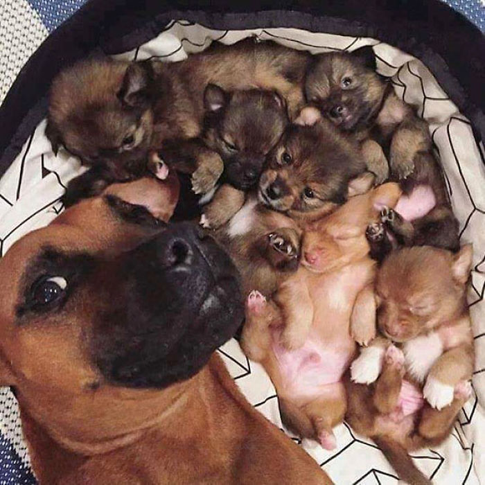 107 Animals Taking Selfies That Will Make You Smile 107 Animals Taking Selfies That Will Make You Smile