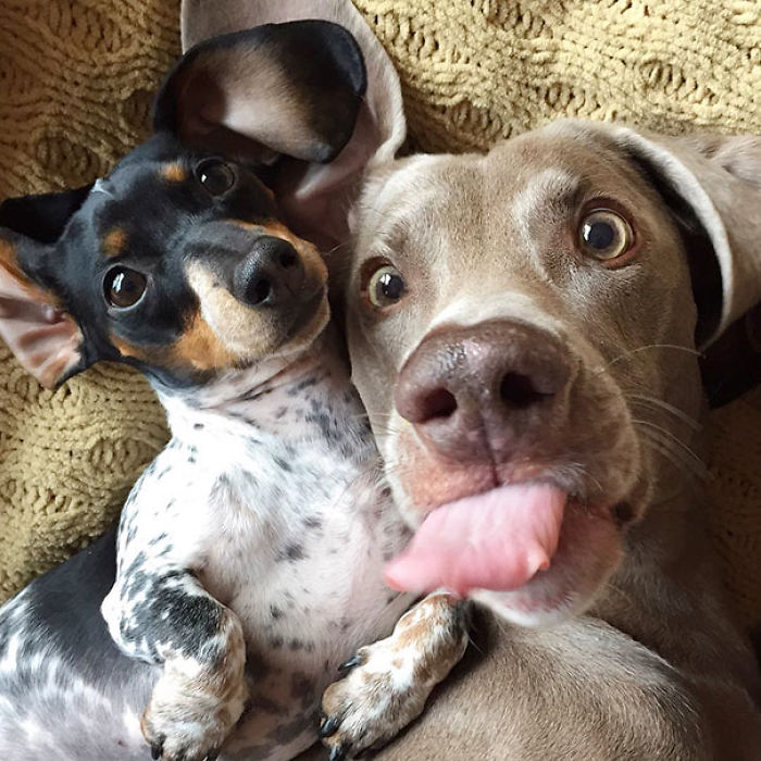 107 Animals Taking Selfies That Will Make You Smile 107 Animals Taking Selfies That Will Make You Smile
