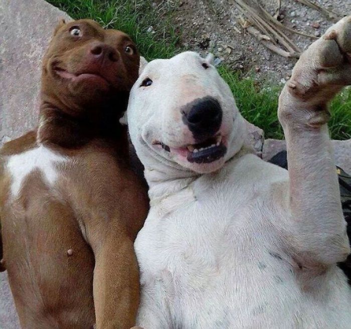 107 Animals Taking Selfies That Will Make You Smile 107 Animals Taking Selfies That Will Make You Smile