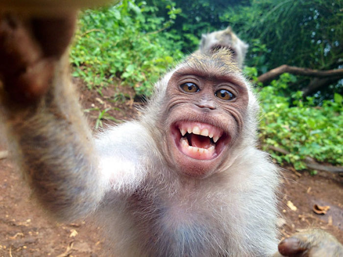 107 Animals Taking Selfies That Will Make You Smile 107 Animals Taking Selfies That Will Make You Smile