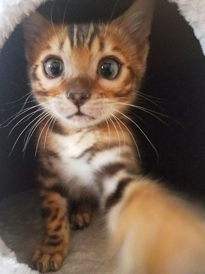 107 Animals Taking Selfies That Will Make You Smile 107 Animals Taking Selfies That Will Make You Smile