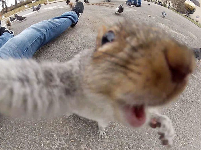 107 Animals Taking Selfies That Will Make You Smile 107 Animals Taking Selfies That Will Make You Smile