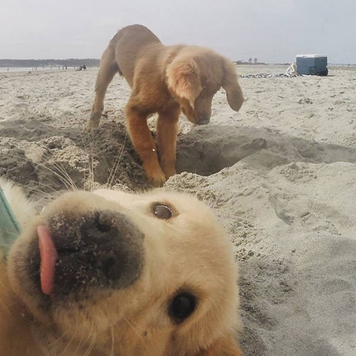 107 Animals Taking Selfies That Will Make You Smile 107 Animals Taking Selfies That Will Make You Smile