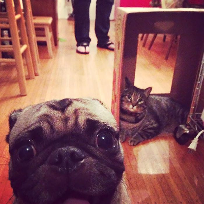 107 Animals Taking Selfies That Will Make You Smile 107 Animals Taking Selfies That Will Make You Smile