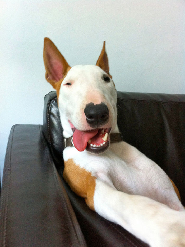 107 Animals Taking Selfies That Will Make You Smile 107 Animals Taking Selfies That Will Make You Smile