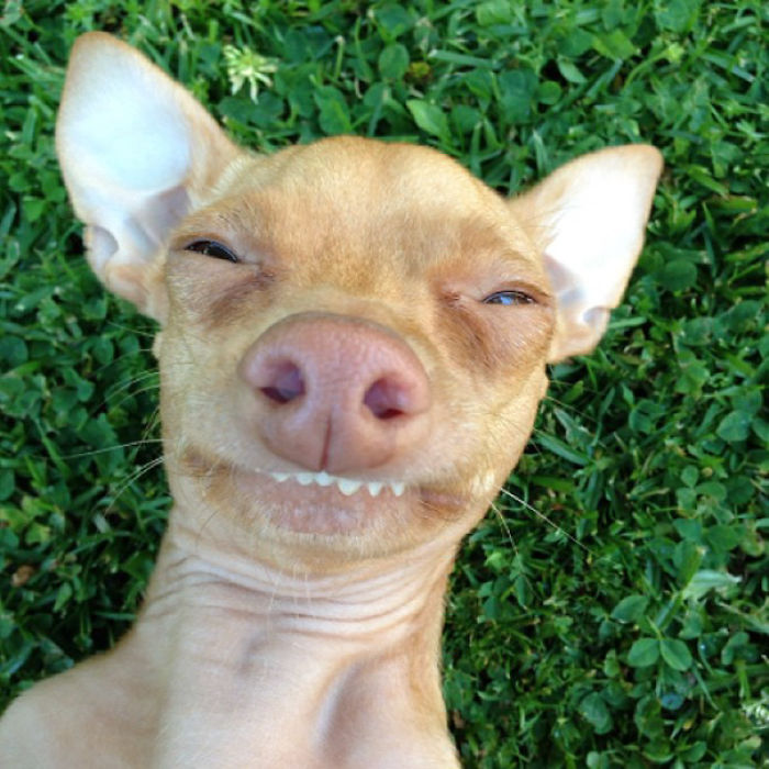 107 Animals Taking Selfies That Will Make You Smile 107 Animals Taking Selfies That Will Make You Smile