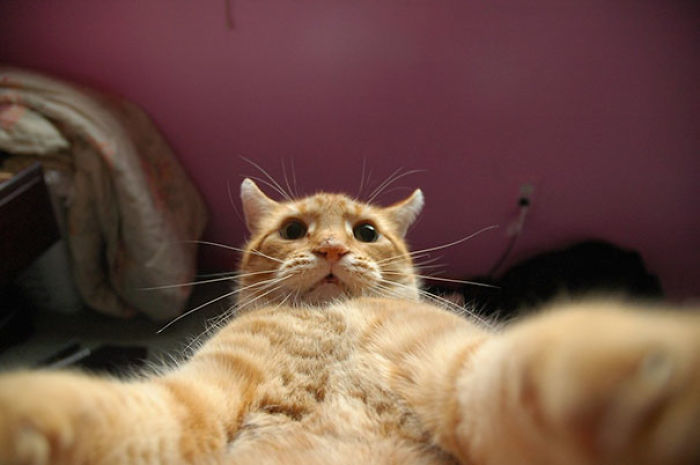 107 Animals Taking Selfies That Will Make You Smile 107 Animals Taking Selfies That Will Make You Smile