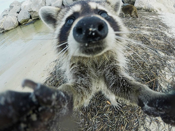 107 Animals Taking Selfies That Will Make You Smile 107 Animals Taking Selfies That Will Make You Smile
