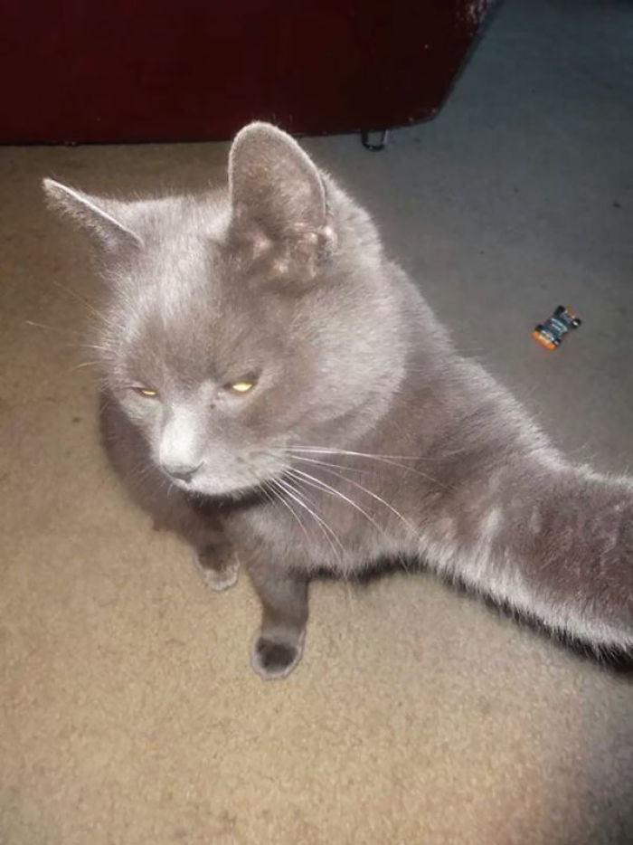 107 Animals Taking Selfies That Will Make You Smile 107 Animals Taking Selfies That Will Make You Smile