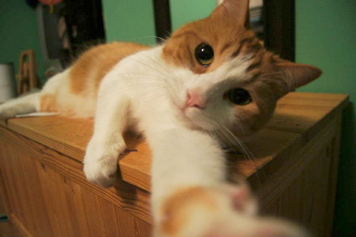 107 Animals Taking Selfies That Will Make You Smile 107 Animals Taking Selfies That Will Make You Smile