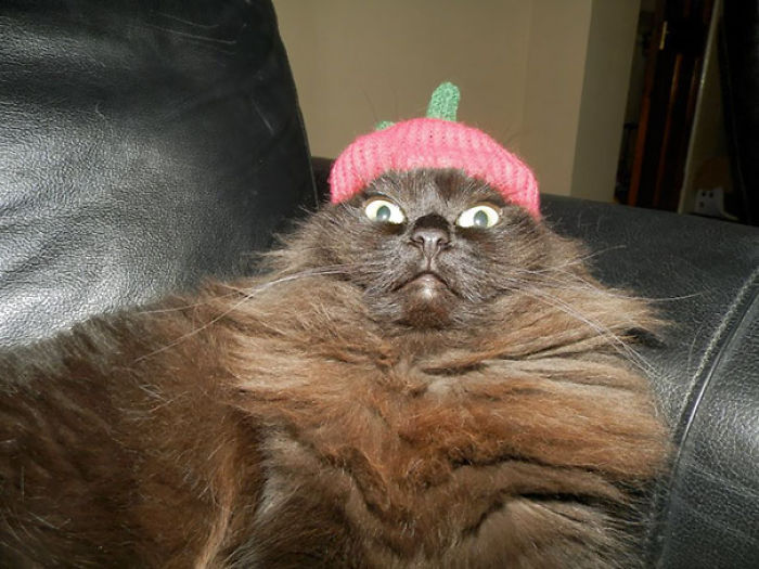 107 Animals Taking Selfies That Will Make You Smile 107 Animals Taking Selfies That Will Make You Smile