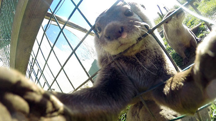 107 Animals Taking Selfies That Will Make You Smile 107 Animals Taking Selfies That Will Make You Smile