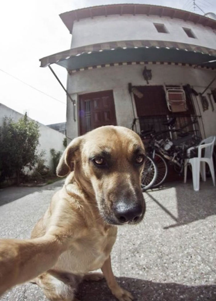 107 Animals Taking Selfies That Will Make You Smile 107 Animals Taking Selfies That Will Make You Smile