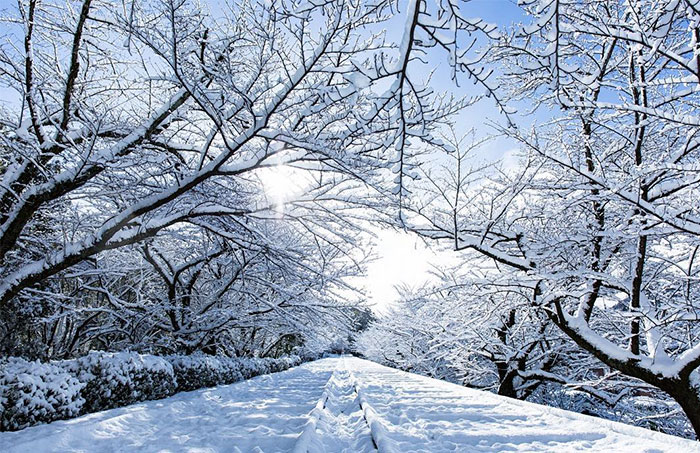 Rare Heavy Snowfall Turns Kyoto Into Winter Wonderland, And The Photos Look Absolutely Magical Rare Heavy Snowfall Turns Kyoto Into Winter Wonderland, And The Photos Look Absolutely Magical