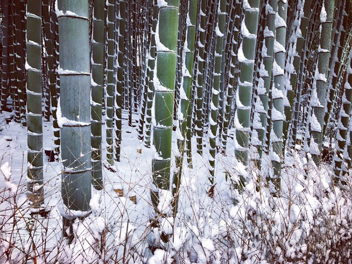 Rare Heavy Snowfall Turns Kyoto Into Winter Wonderland, And The Photos Look Absolutely Magical Rare Heavy Snowfall Turns Kyoto Into Winter Wonderland, And The Photos Look Absolutely Magical