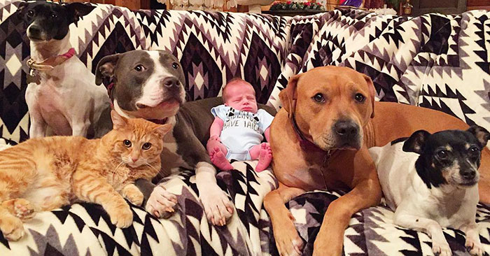 Family Of Pets Are Totally Obsessed With Their Baby Brother, And Watch Over Every Step He Takes Family Of Pets Are Totally Obsessed With Their Baby Brother, And Watch Over Every Step He Takes