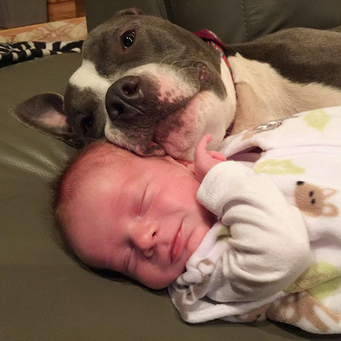 Family Of Pets Are Totally Obsessed With Their Baby Brother, And Watch Over Every Step He Takes Family Of Pets Are Totally Obsessed With Their Baby Brother, And Watch Over Every Step He Takes